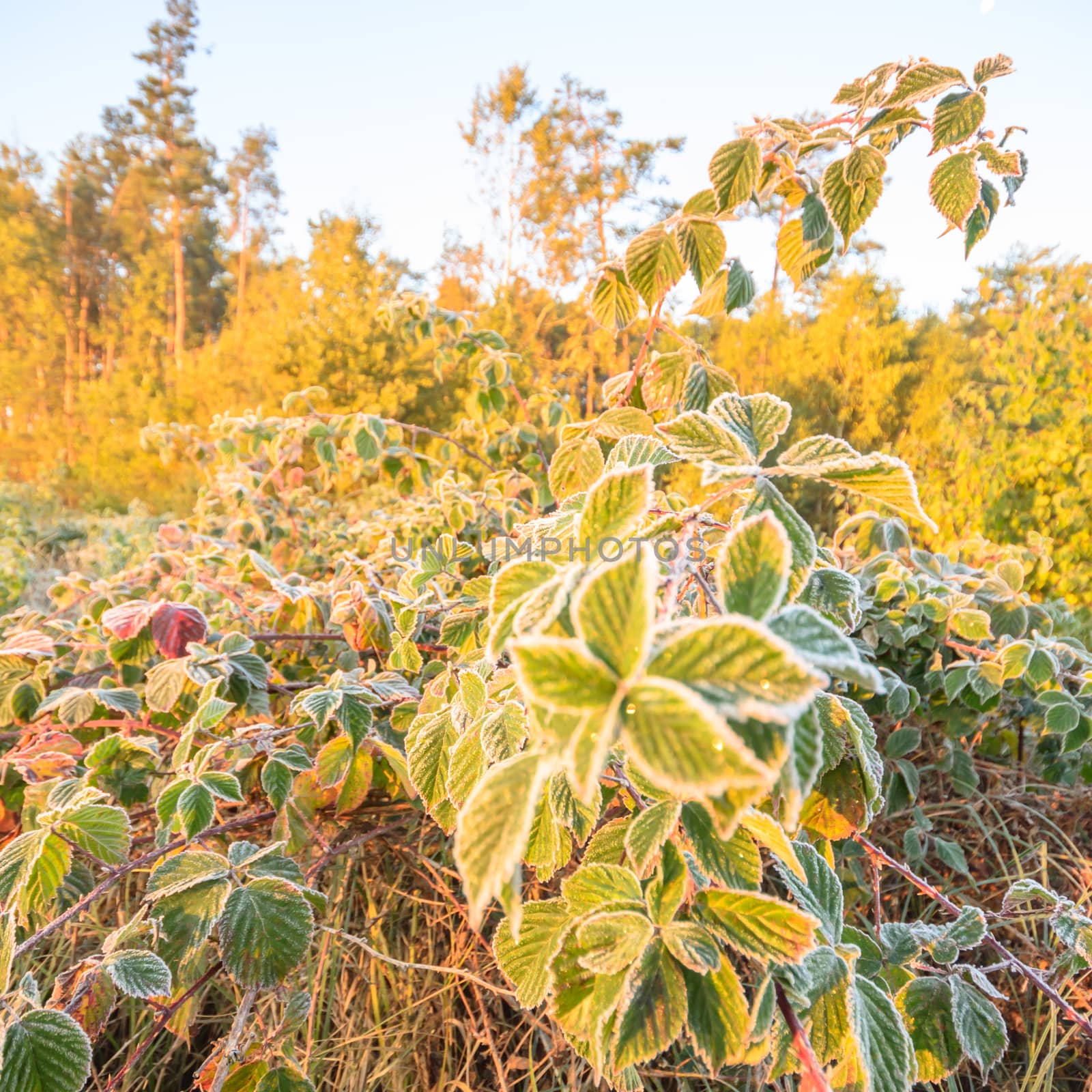 frozen wild plants for natural background, nature series