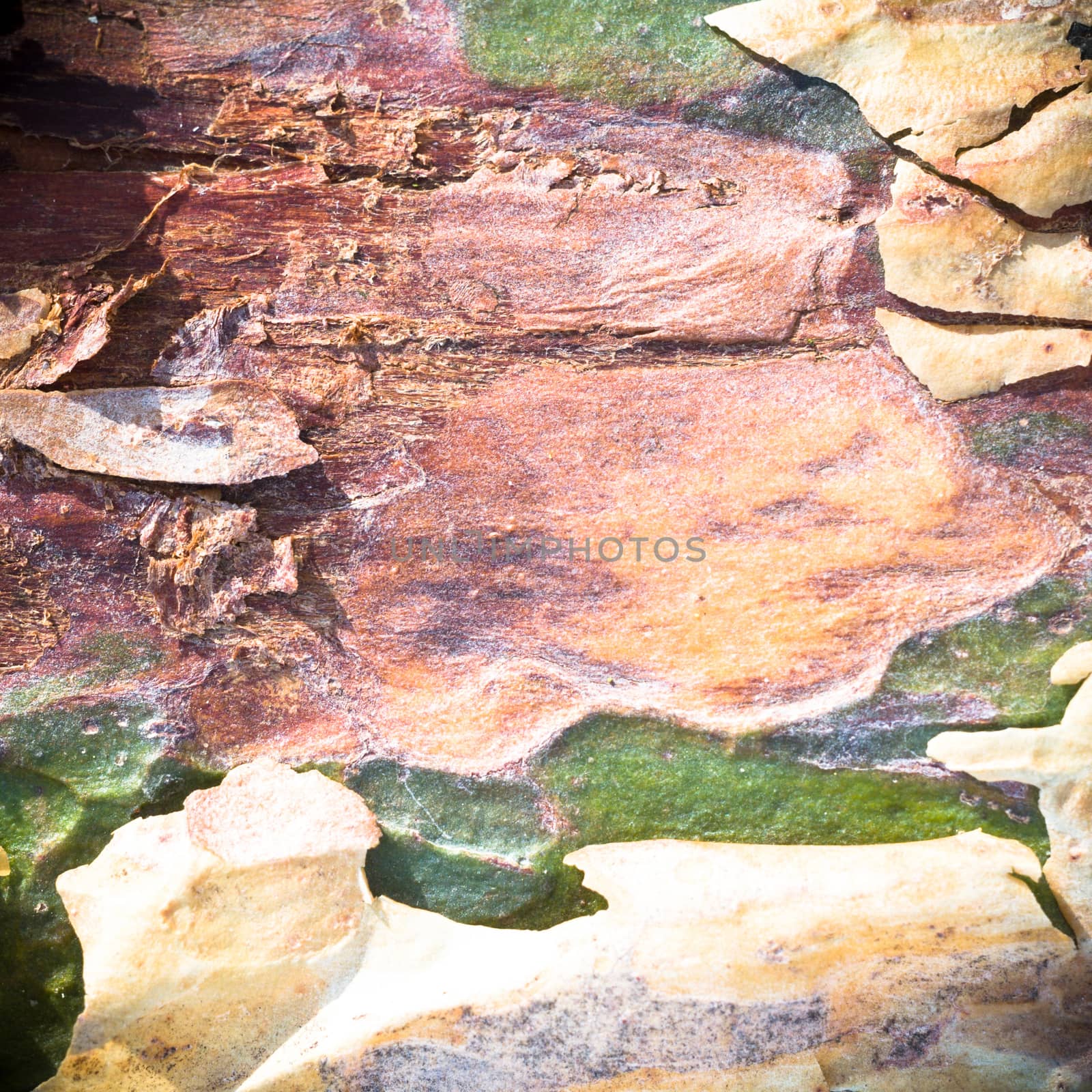 old wood texture for background, nature series