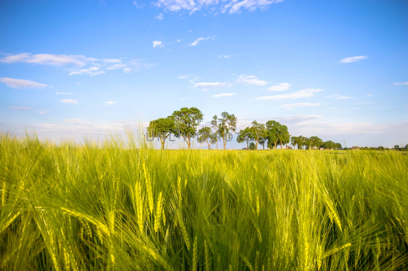 agricultural field, nature and agriculture farming series