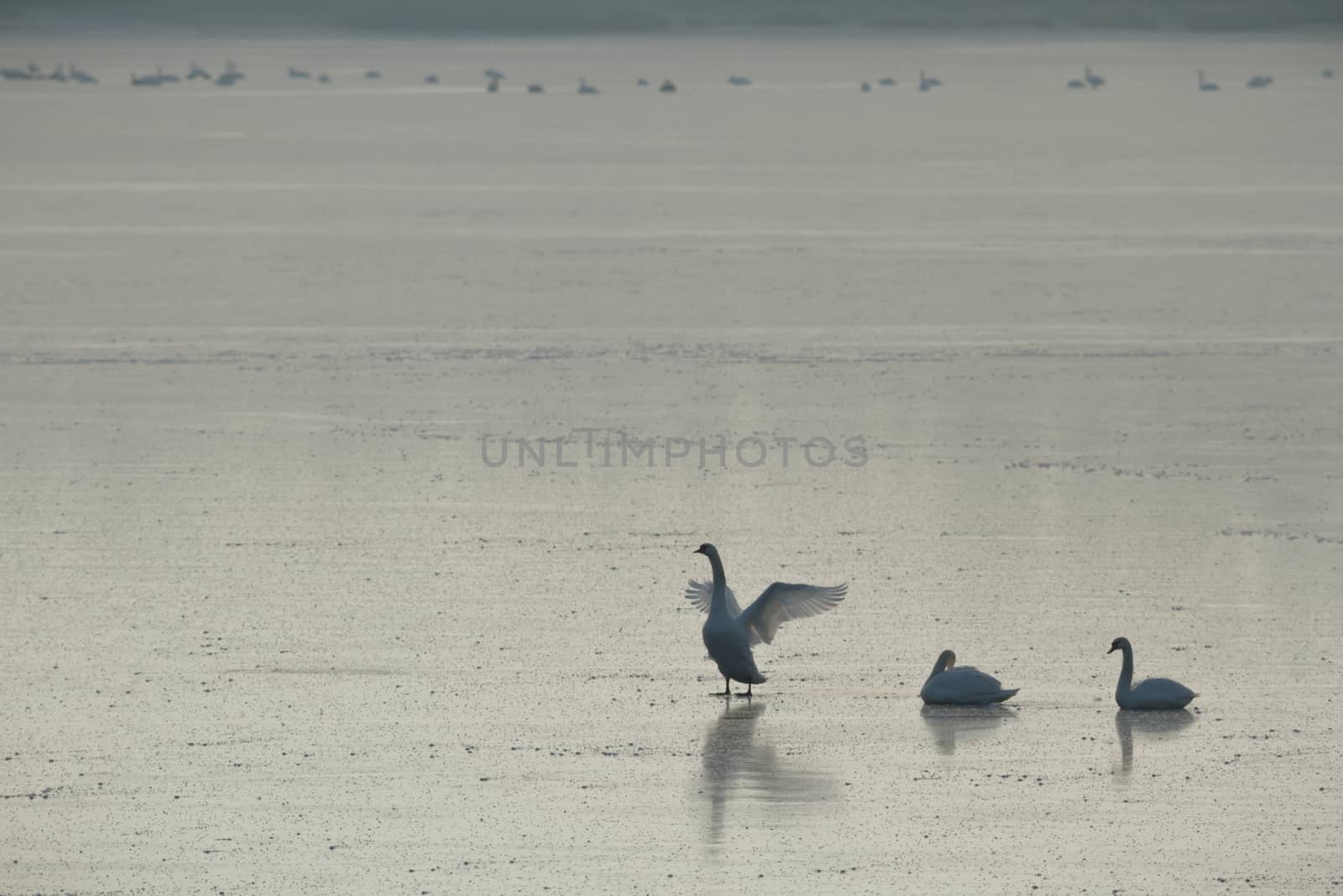 many birds in their natural habitat, nature series