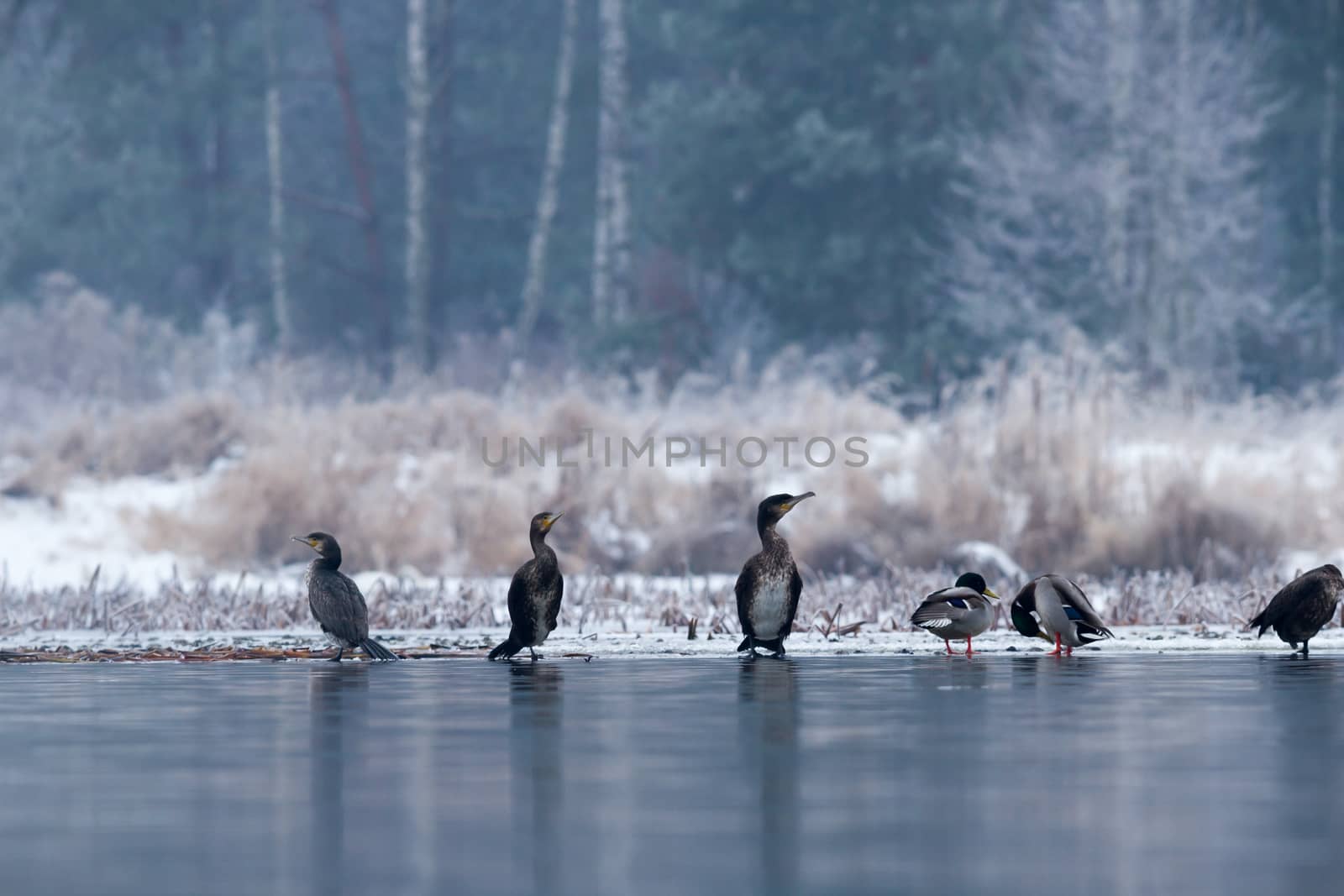 many birds in their natural habitat, nature series
