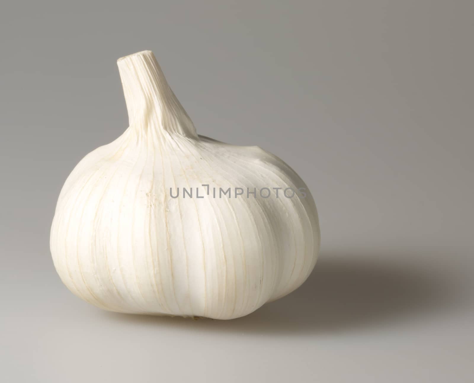 Garlic Bulb Close Up on grey background.