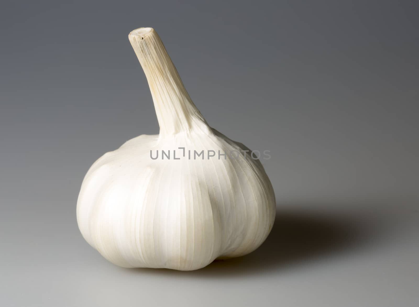 Garlic Bulb Close Up on grey background.