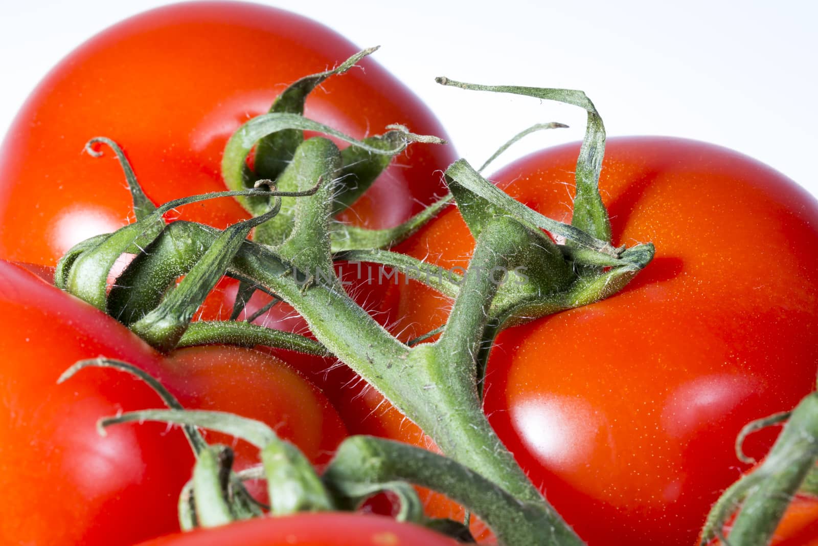 Tomatoes Close Up on white background, Macro Image.