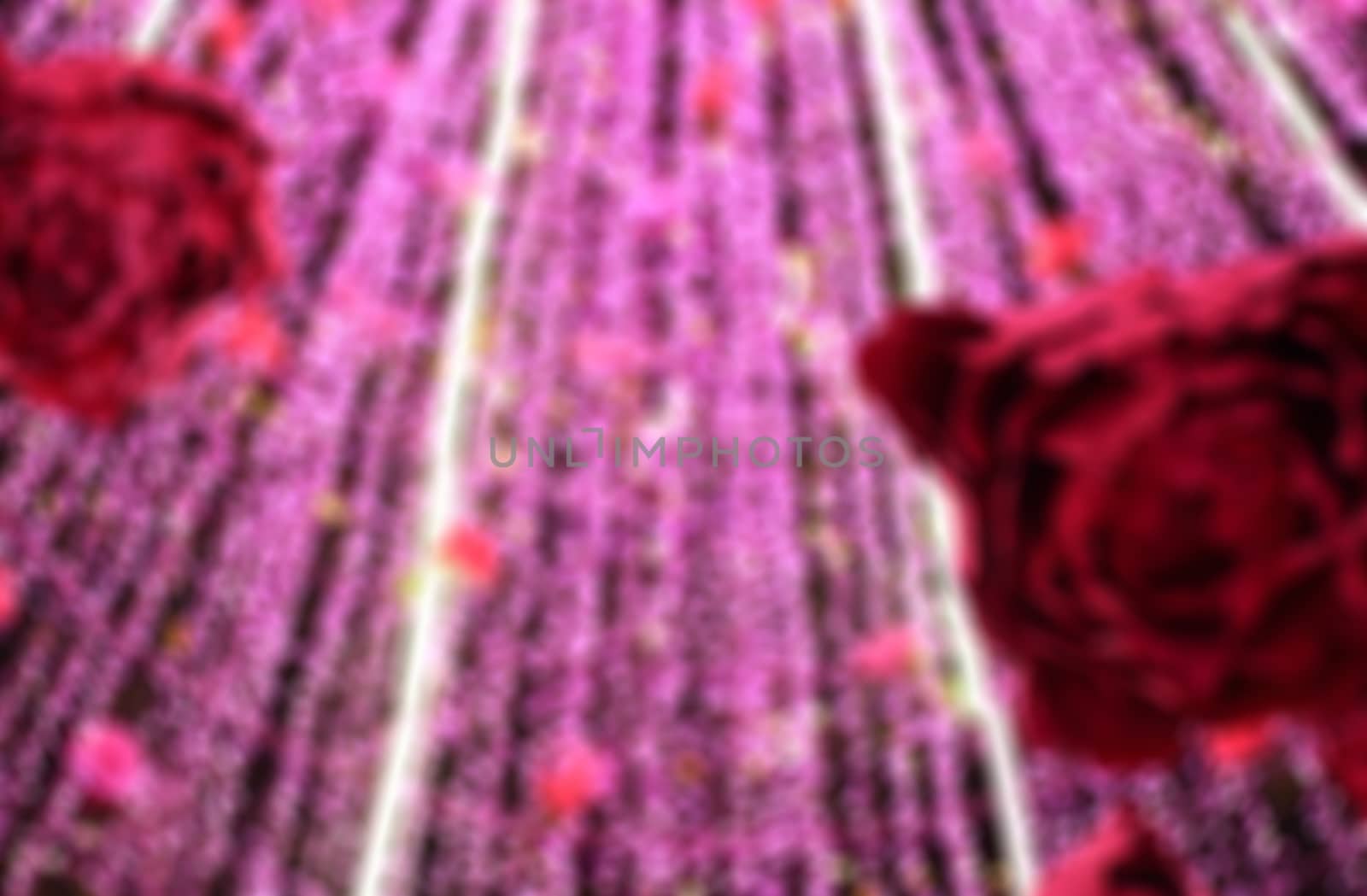 Rose under the Christmas tree background. by primzrider
