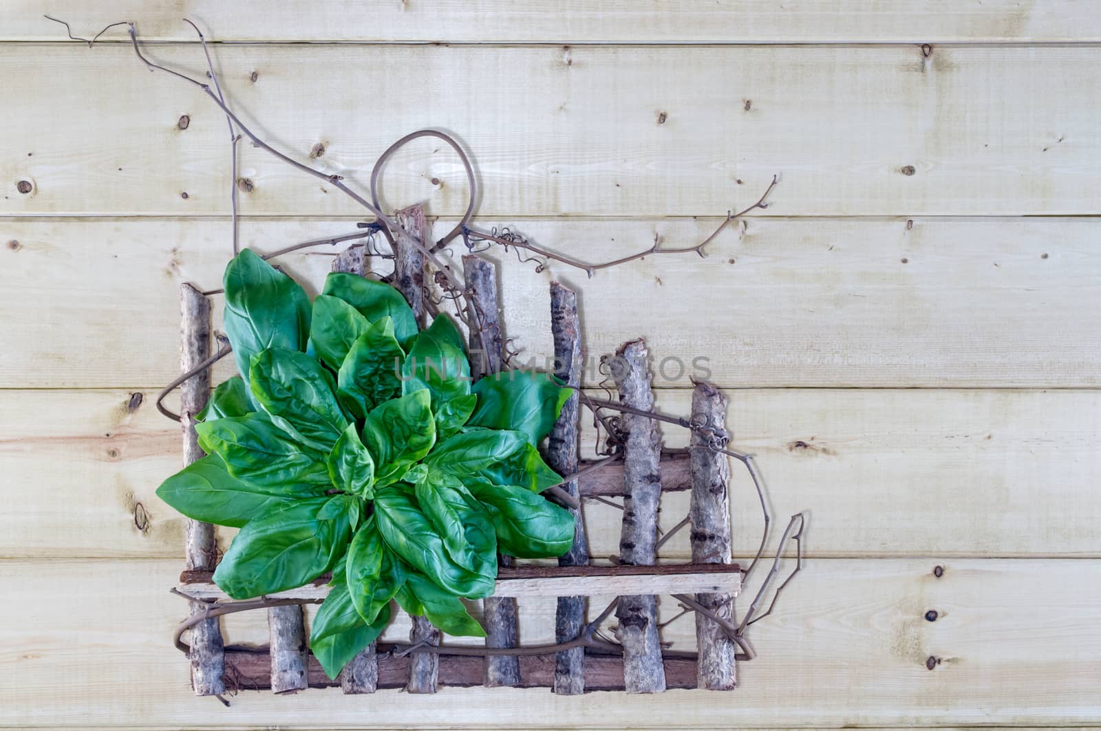 Fresh Basil Bouquet on Rustic Background by krisblackphotography