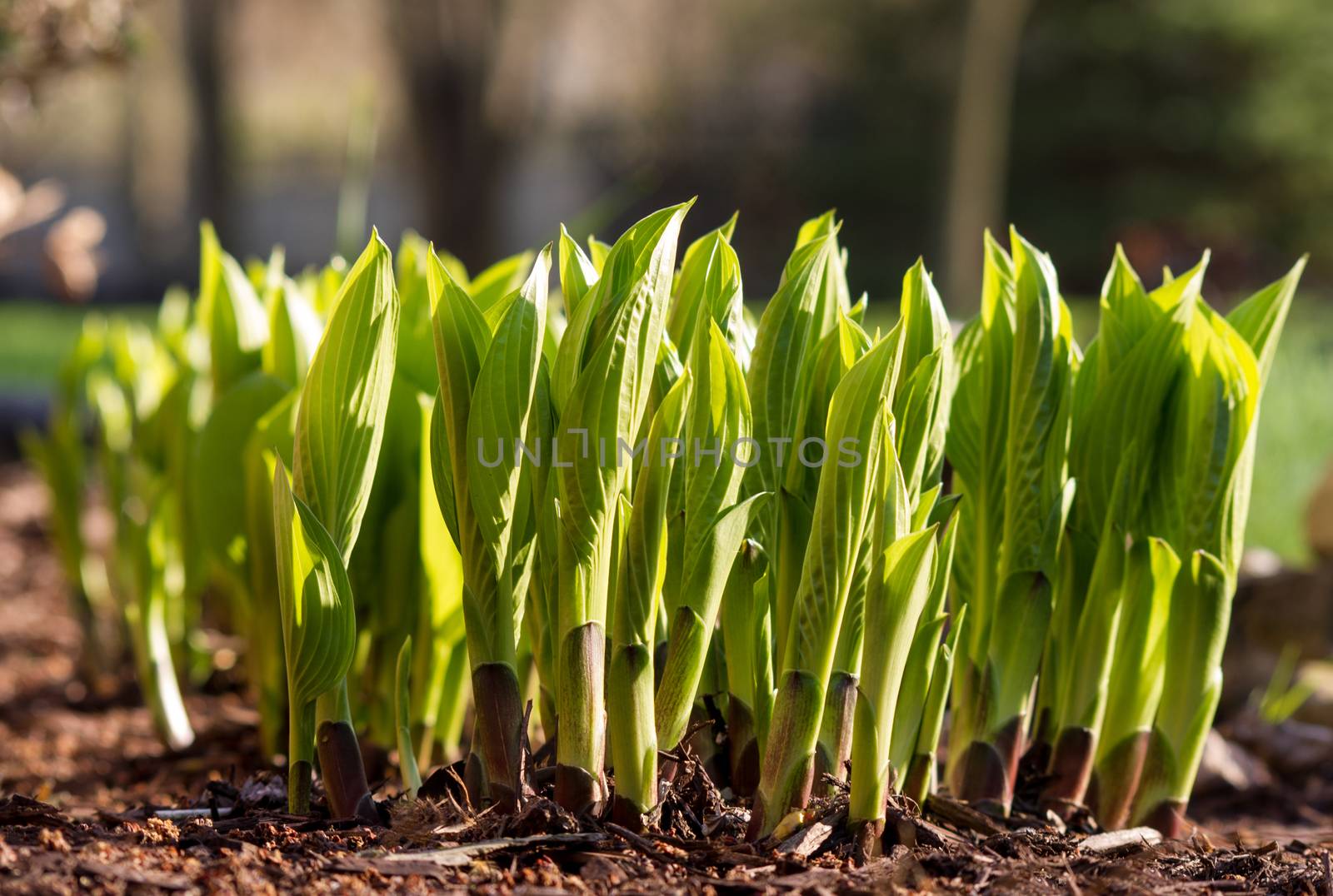 Hosta plants emerging in early Spring