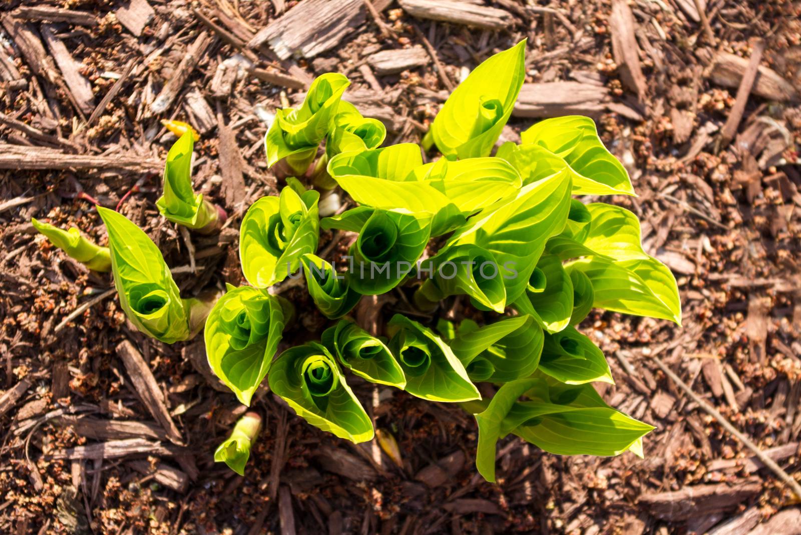 Hostas Emerging in Spring by krisblackphotography