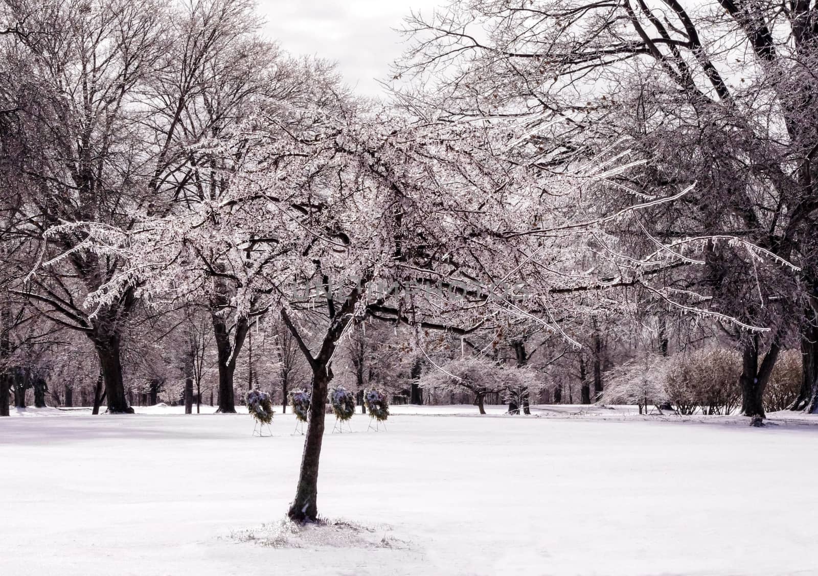 Ice-laden tree in snowy, wintry landscape