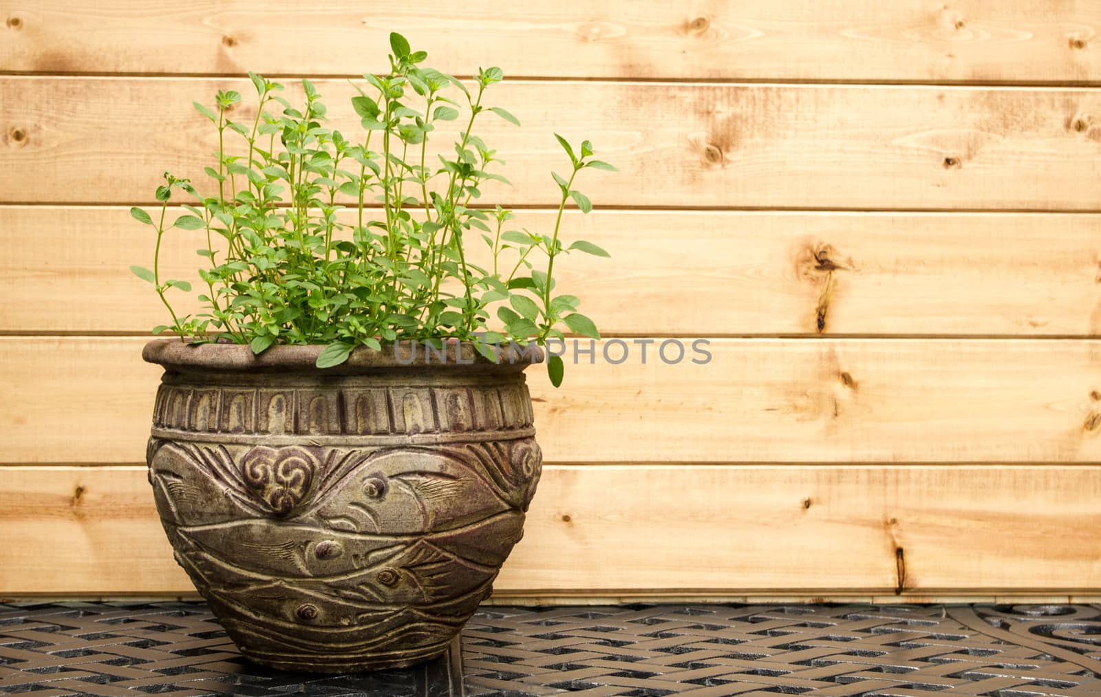 Oregano Plant in Decorative Clay Pot by krisblackphotography
