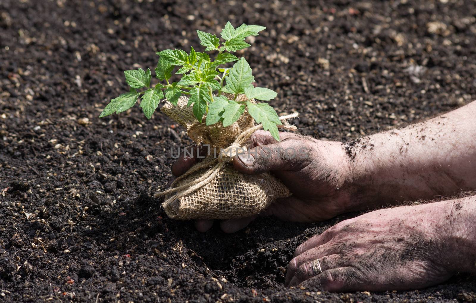 Tomato Seedling Being Planted by krisblackphotography