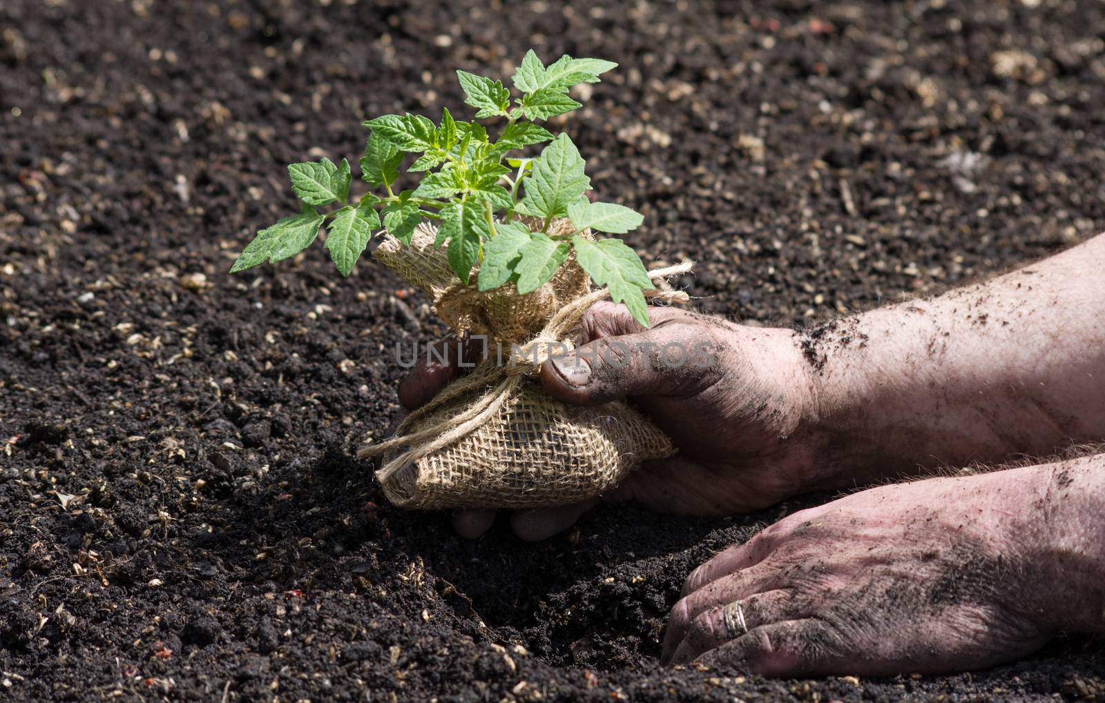 Tomato seedling being planted in the garden