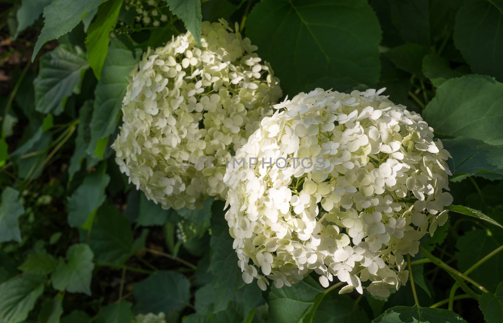 White Guelder Rose blossoms