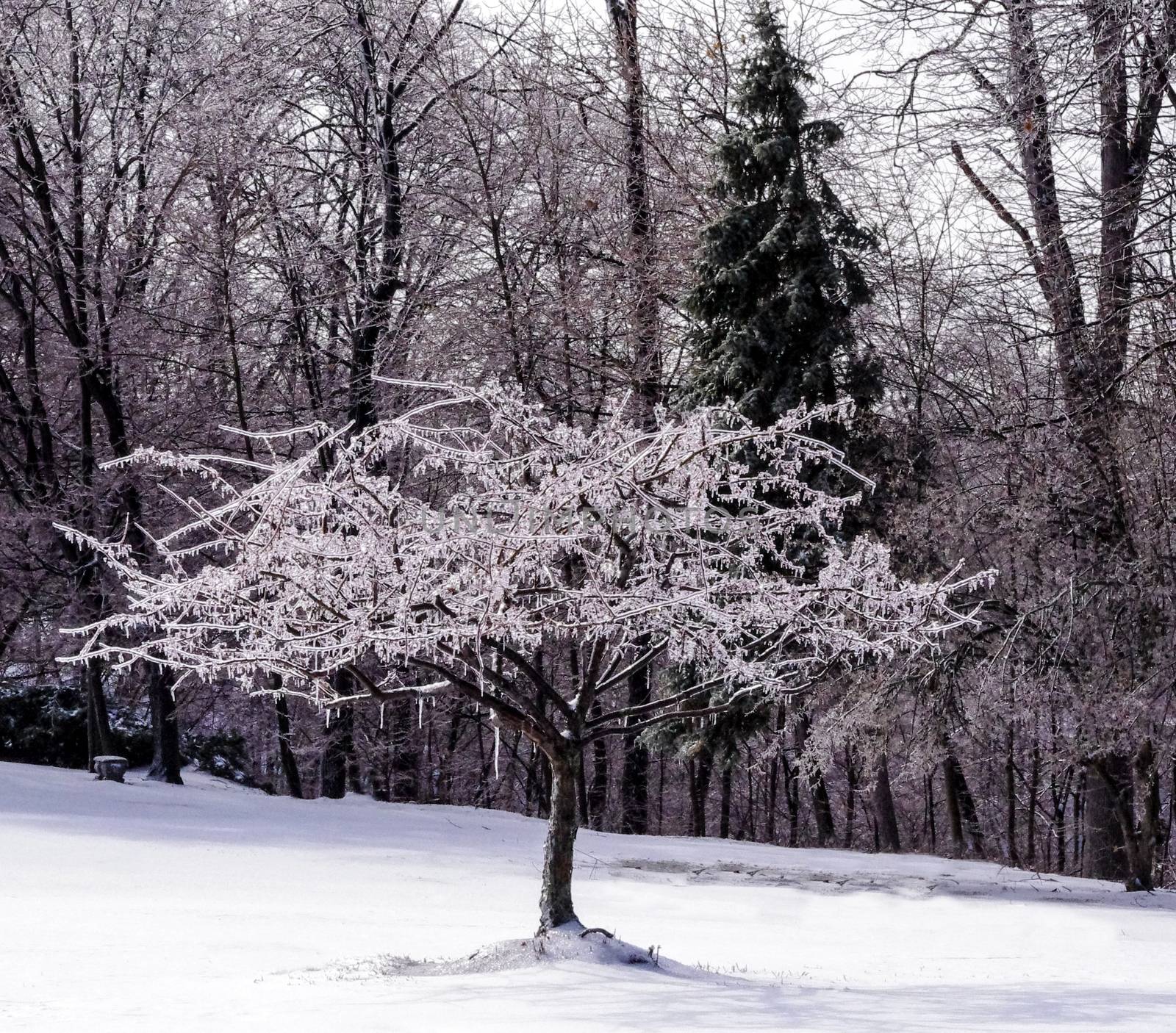 Ice-covered tree snowy winter scene