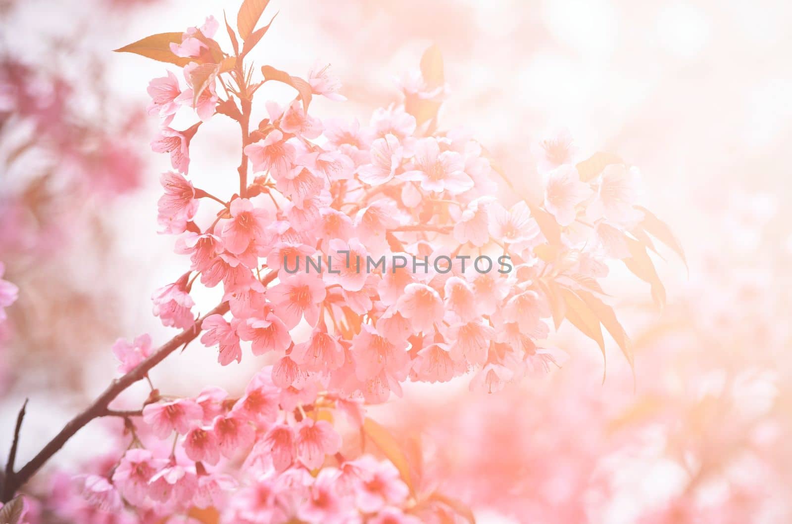 beautiful wild himalayan cherry flower ( Prunus cerasoides ) with flare light