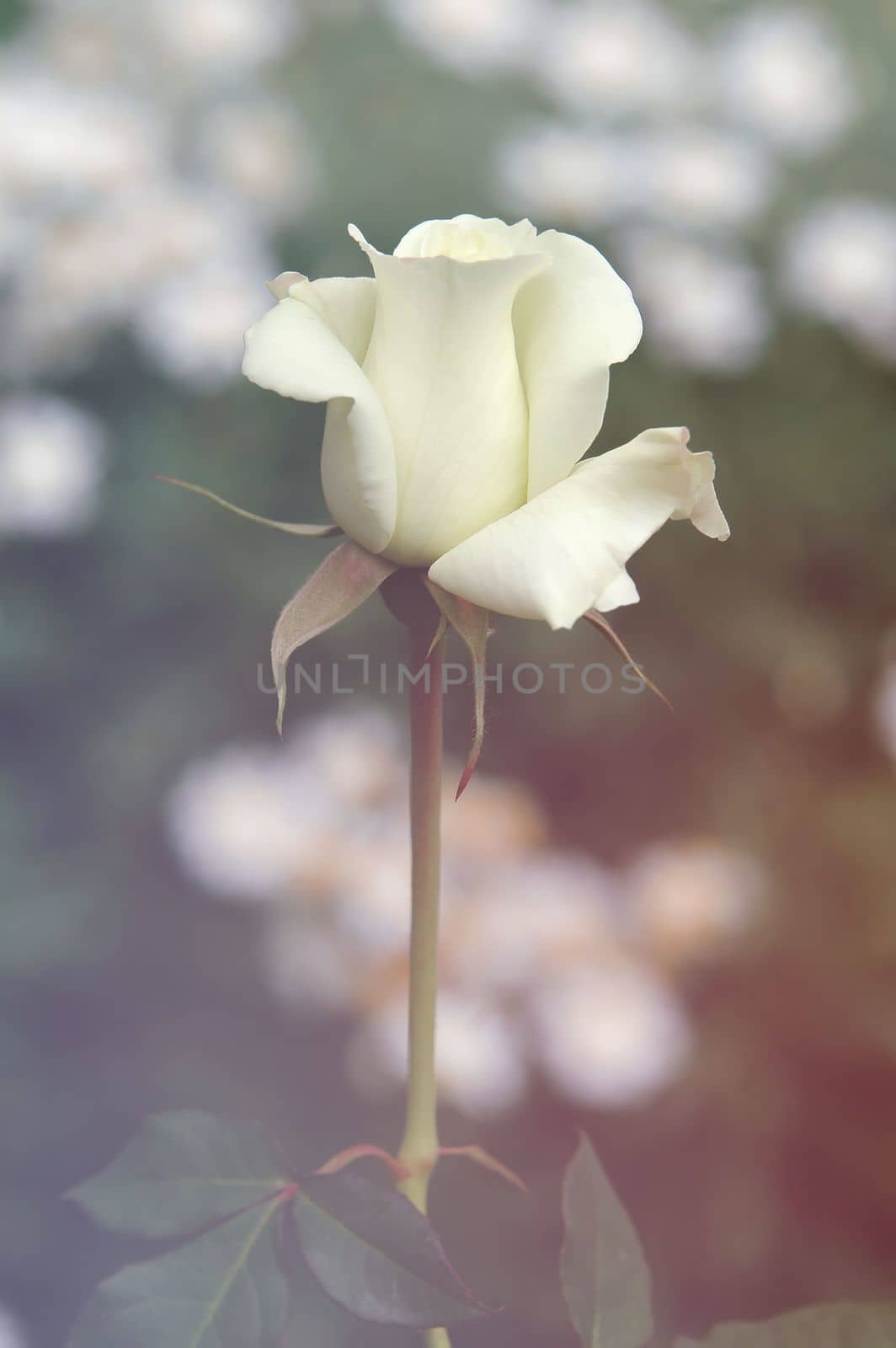 white rose with flare light effect
