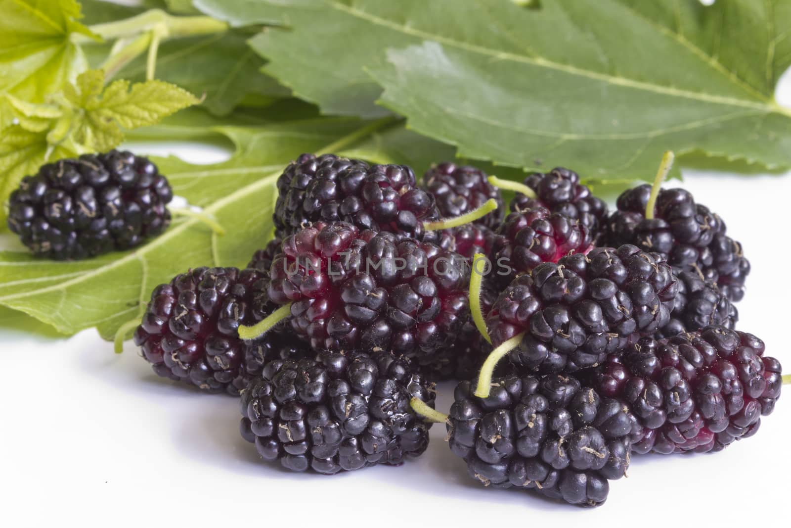 Fresh mulberry fruits, isolated on white