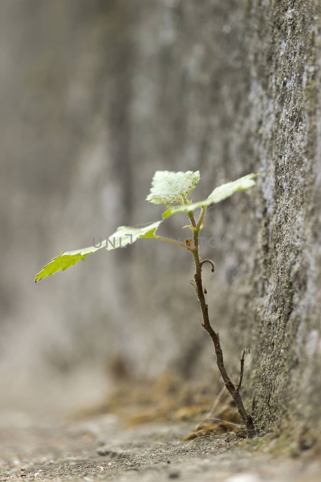 Young plants growing from the corner of the concrete paths.Shallow depth of field.