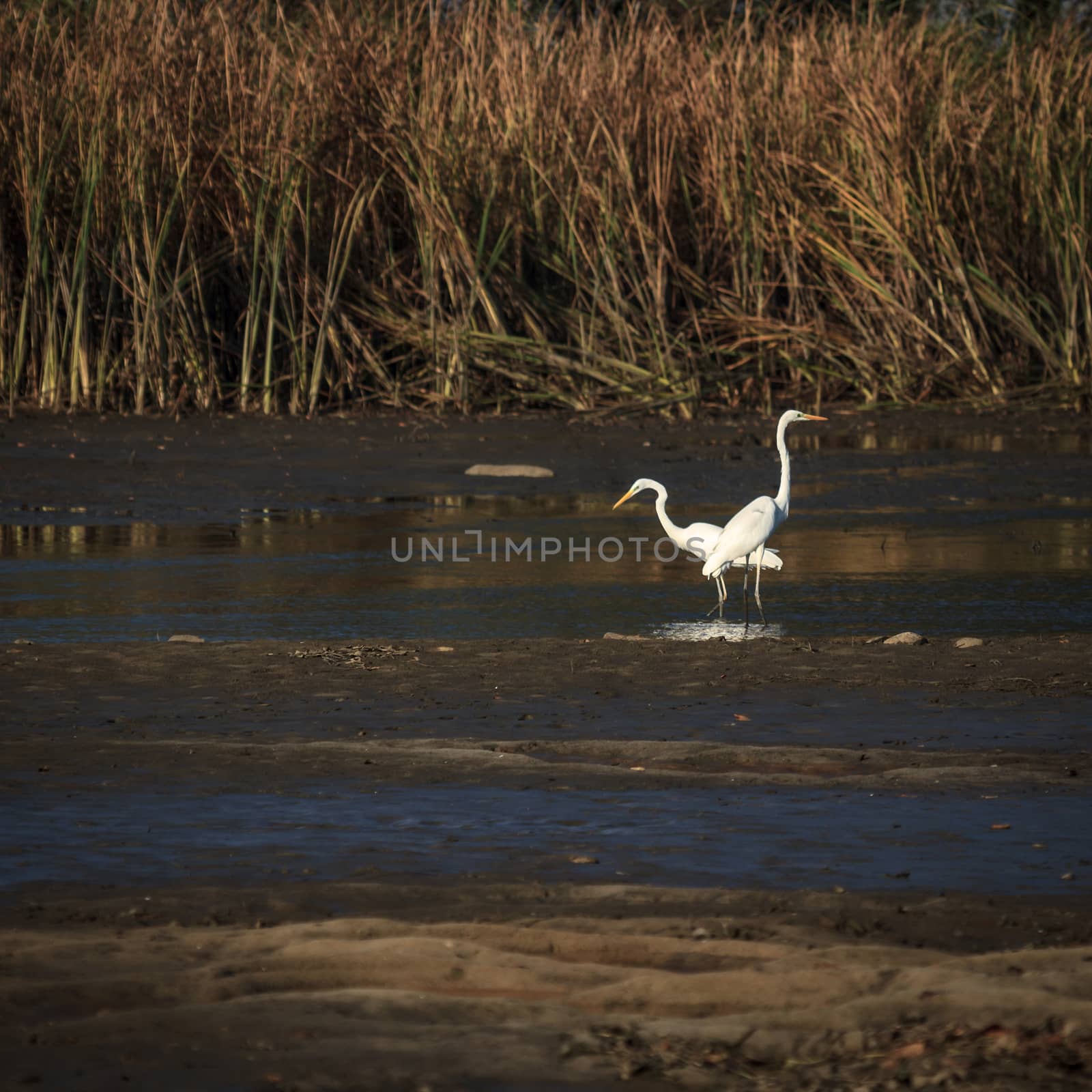 wild bird in natural habitat, nature series