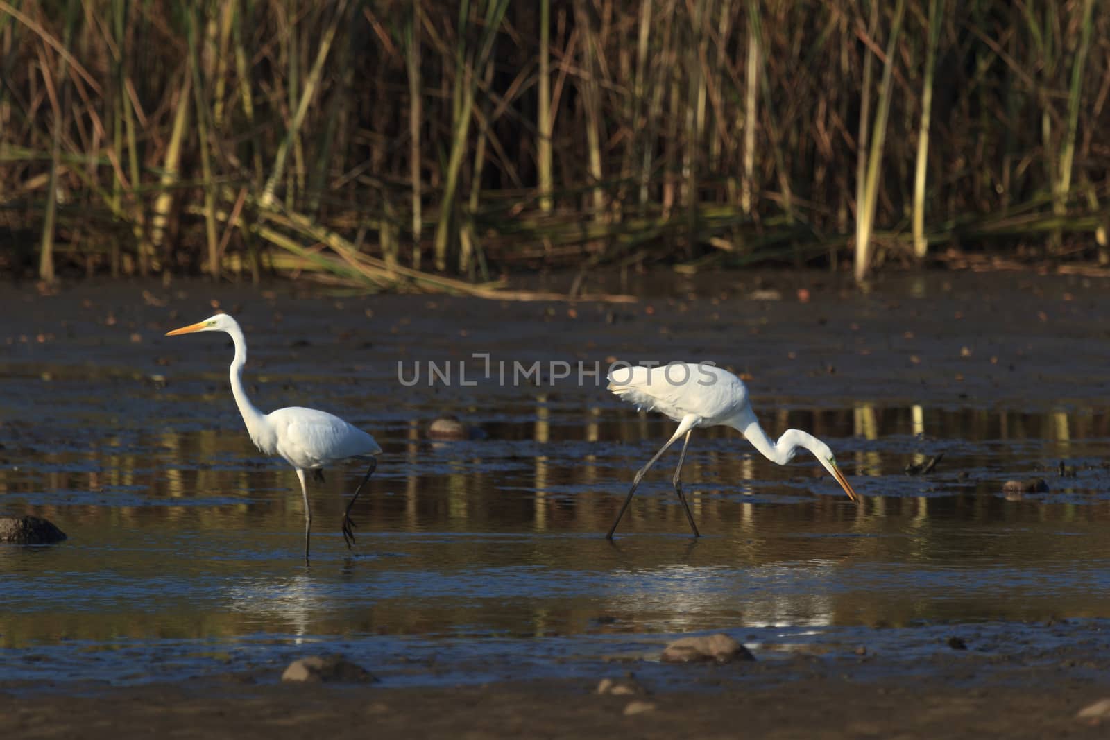 wild bird in natural habitat, nature series