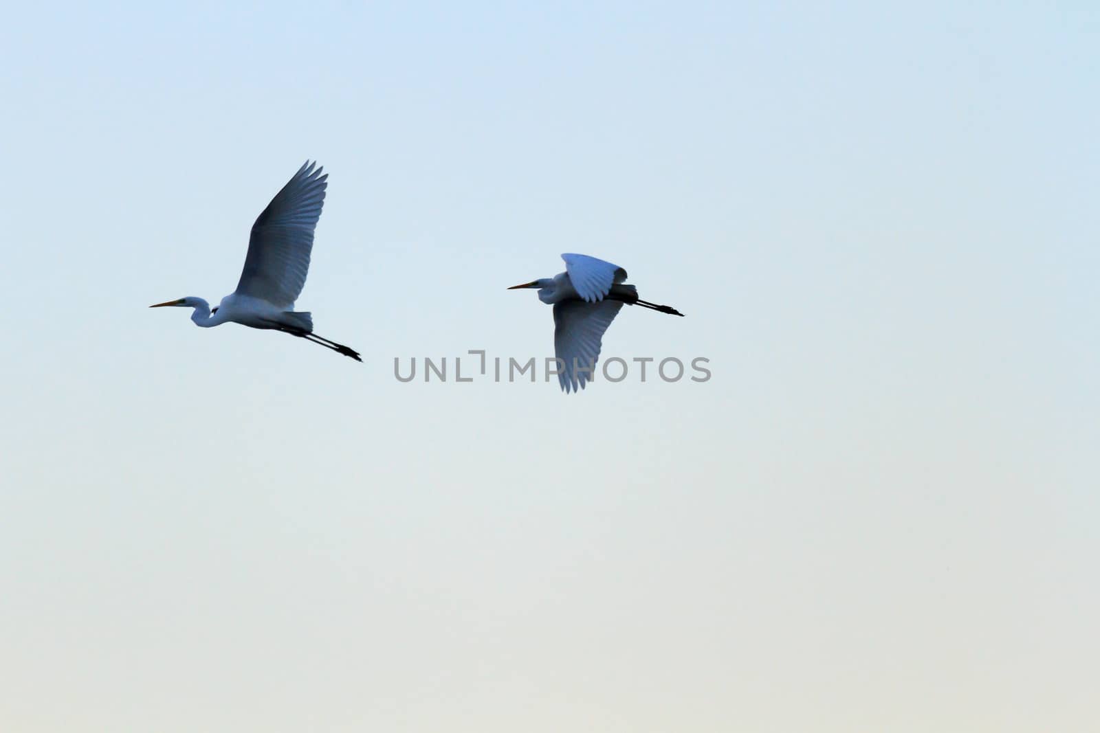 wild bird in natural habitat, nature series