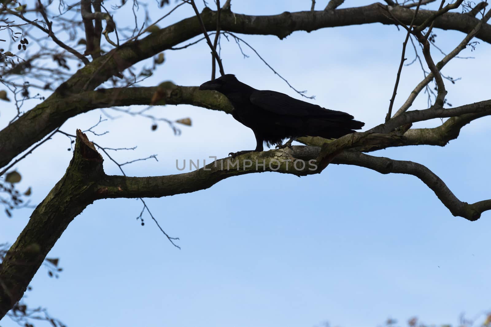 wild bird in natural habitat, nature series