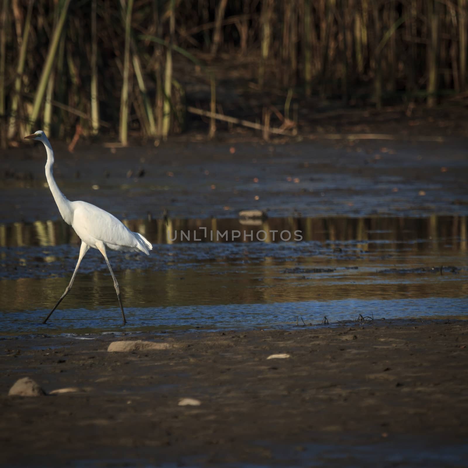 wild bird in natural habitat, nature series