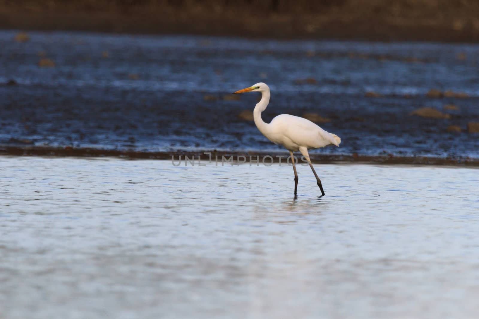 wild bird in natural habitat, nature series