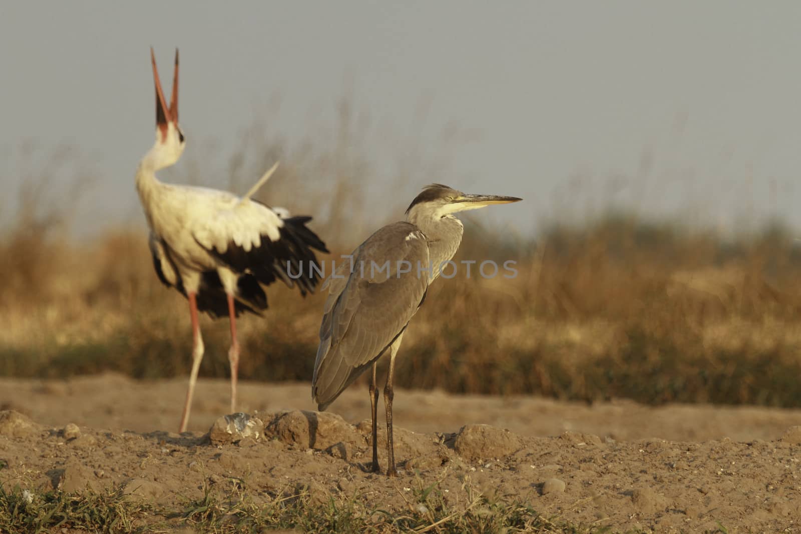 wild bird in natural habitat, nature series