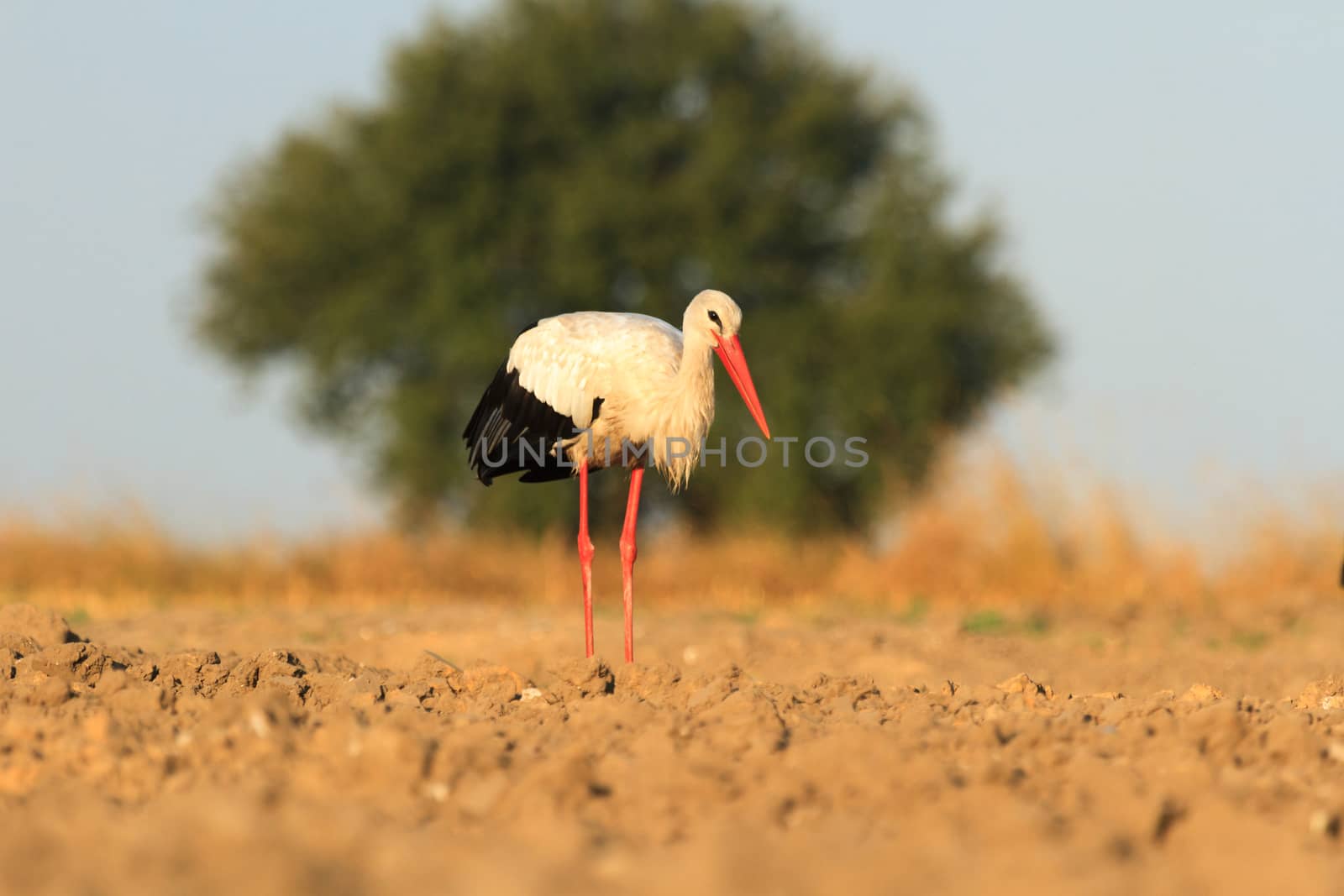wild bird in their natural habitat, nature series