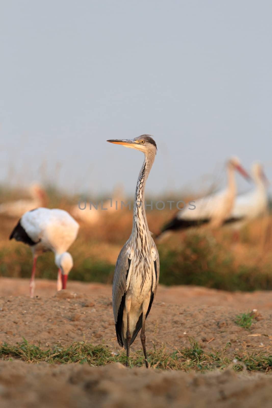 wild bird in their natural habitat, nature series