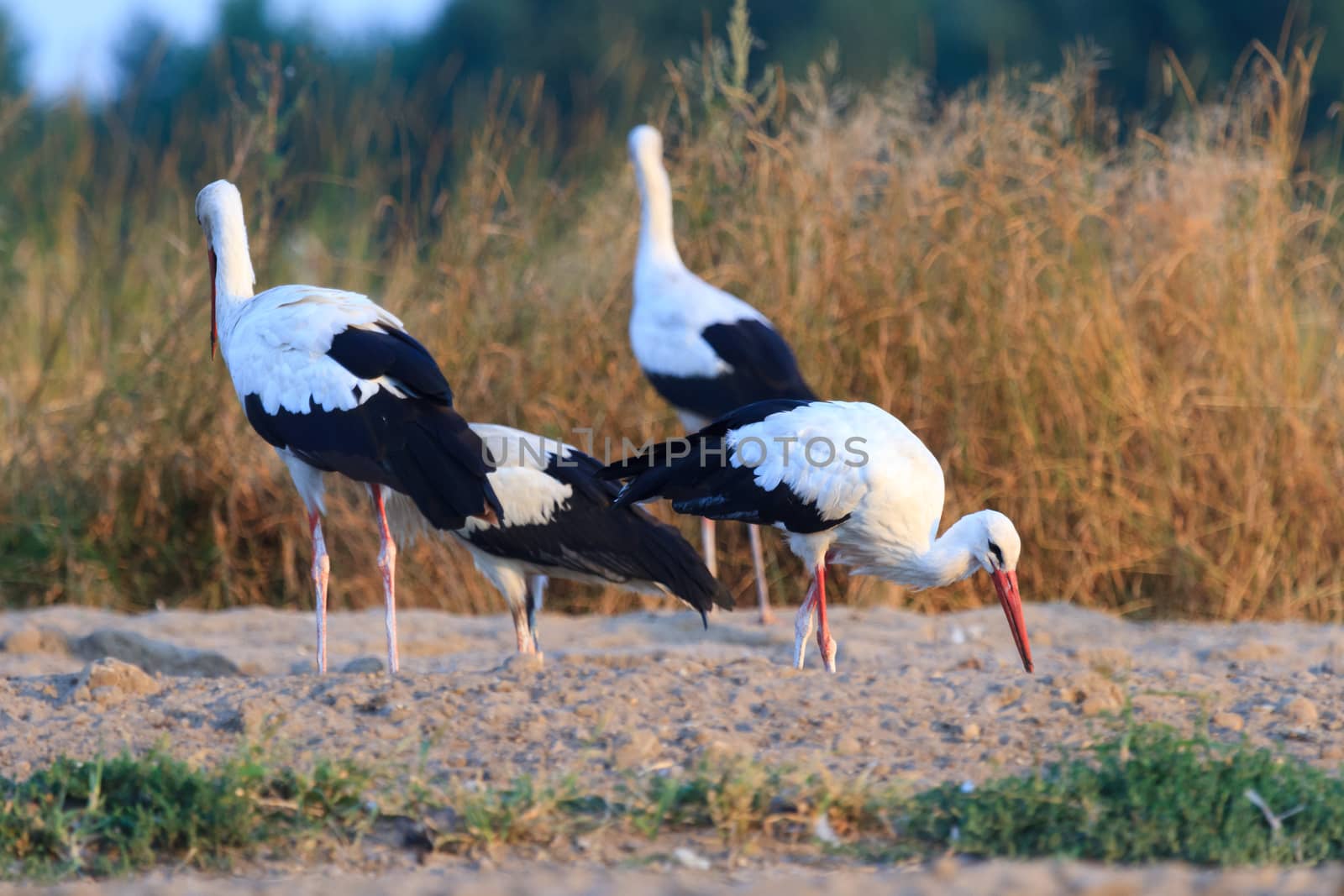 wild bird in their natural habitat, nature series