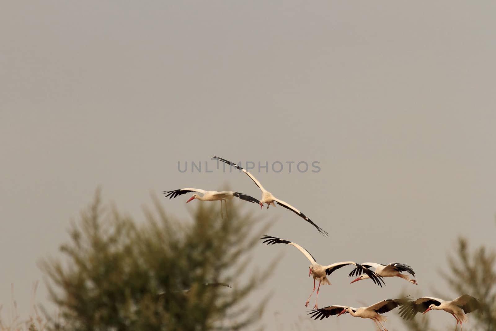 wild bird in their natural habitat, nature series