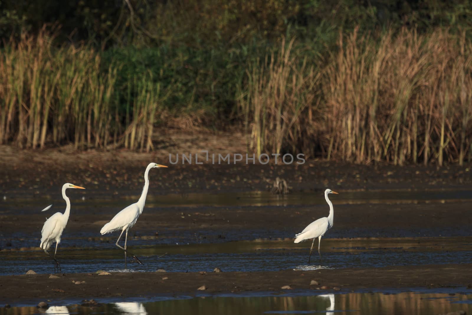 wild bird in natural habitat, nature series