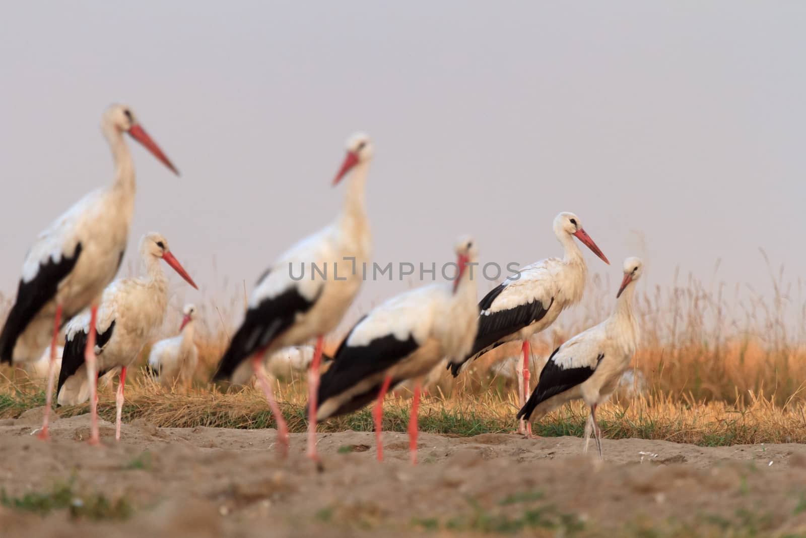 wild bird in their natural habitat, nature series