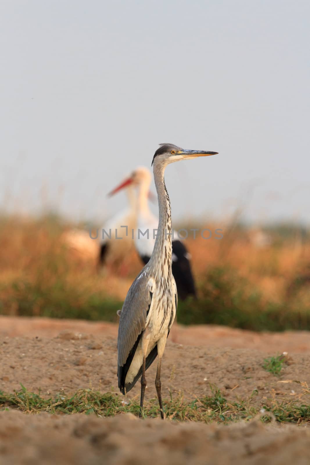 wild bird in their natural habitat, nature series