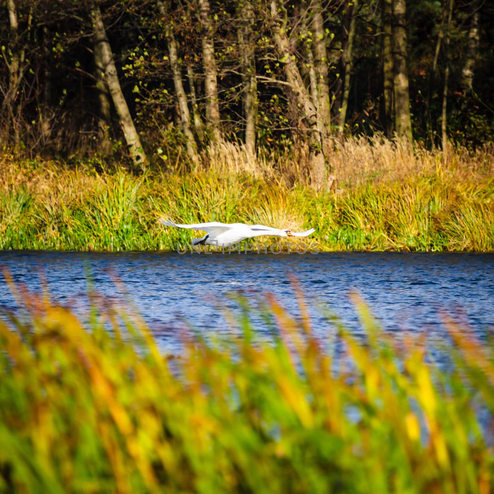 wild bird in natural habitat, nature series