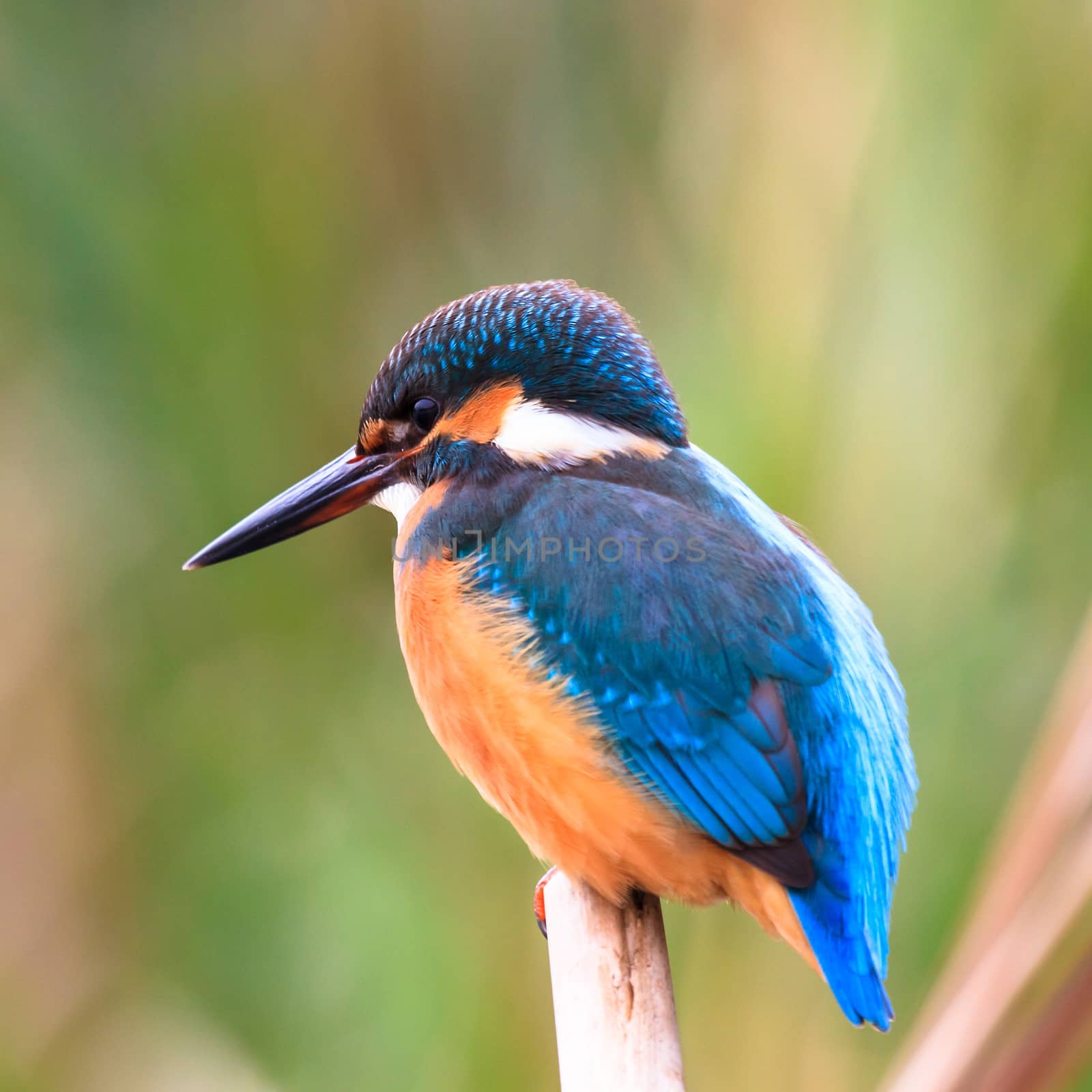wild bird in natural habitat, nature series