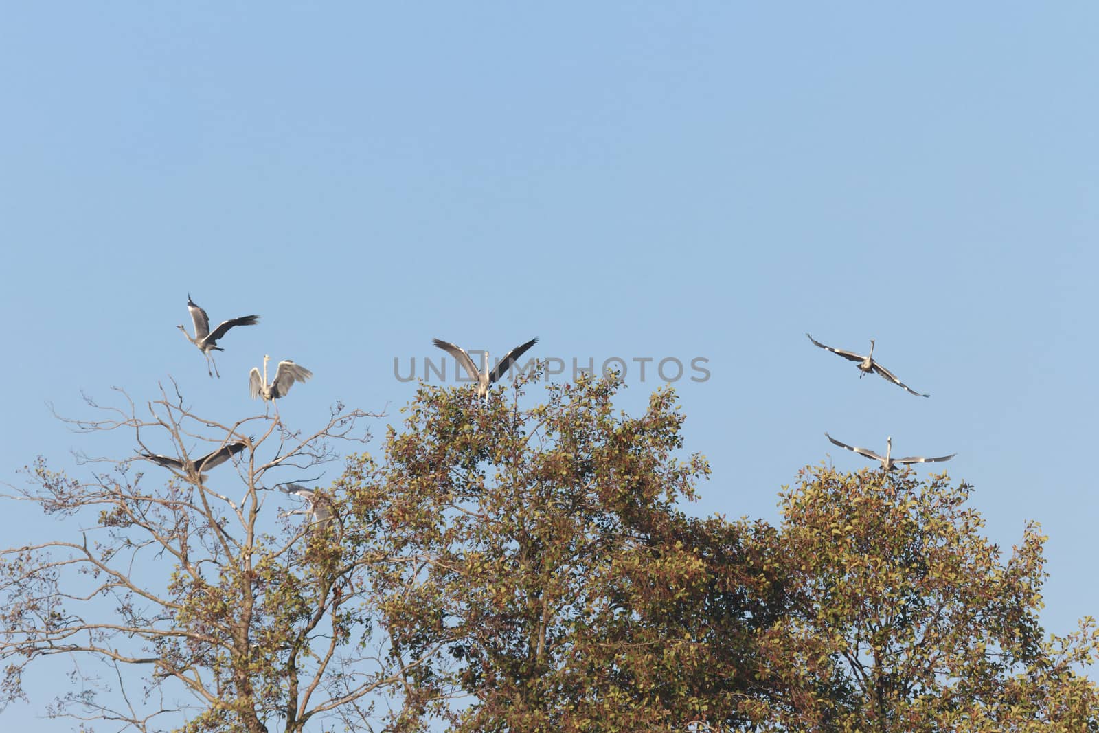 wild bird in natural habitat, nature series