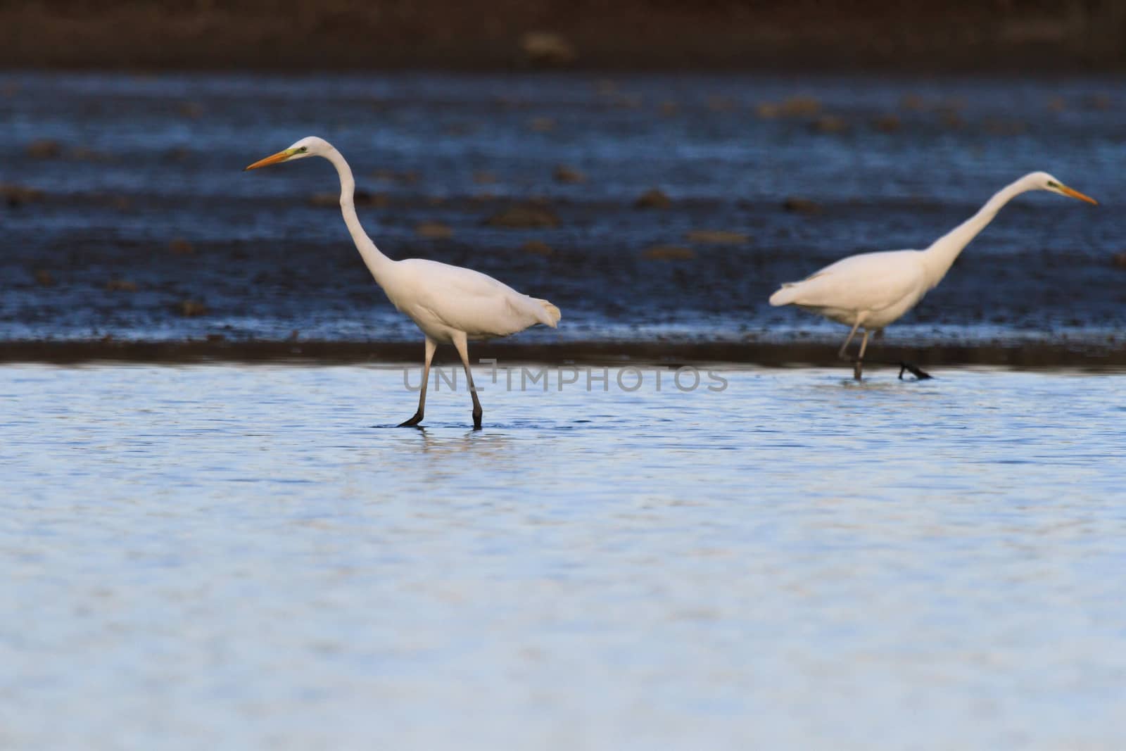 wild bird in natural habitat, nature series