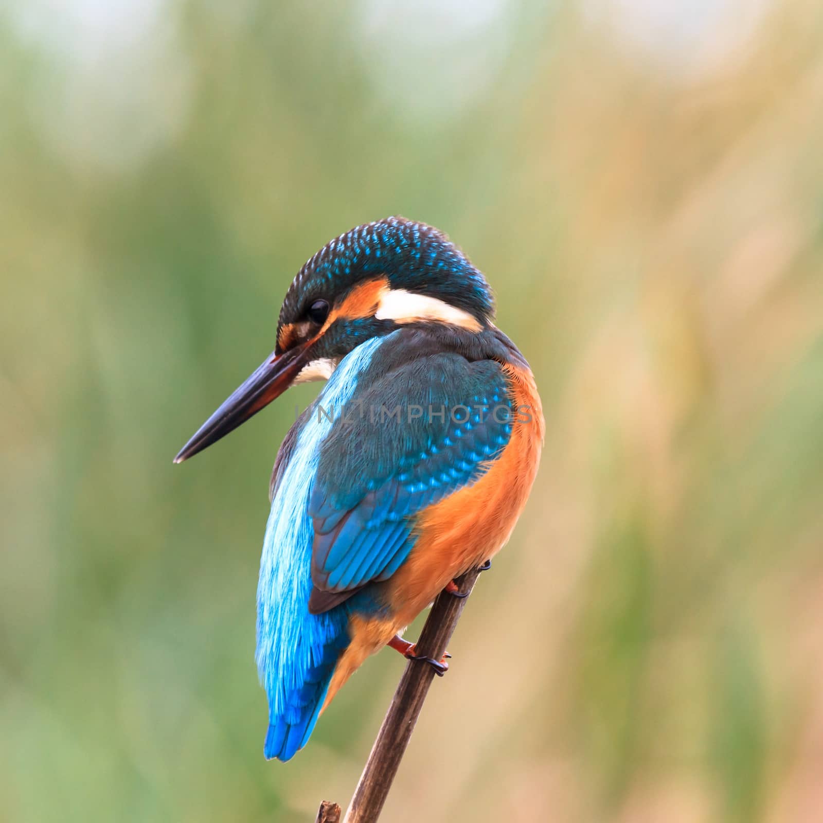 wild bird in natural habitat, nature series