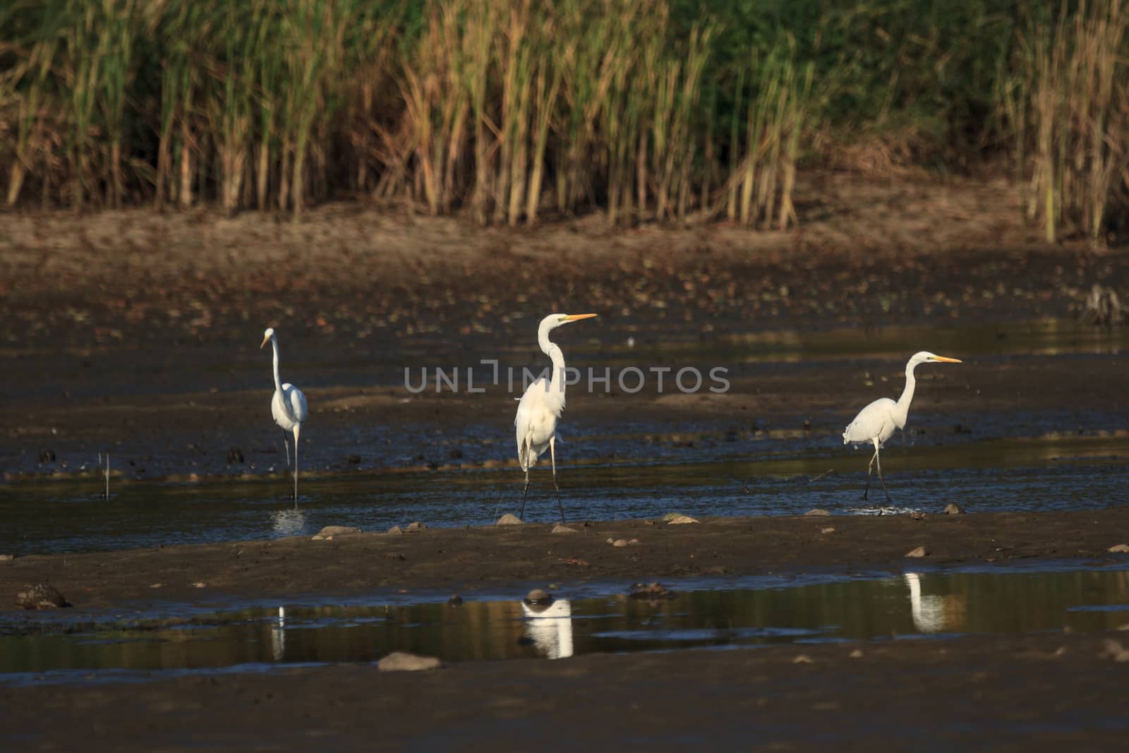 wild bird in natural habitat, nature series