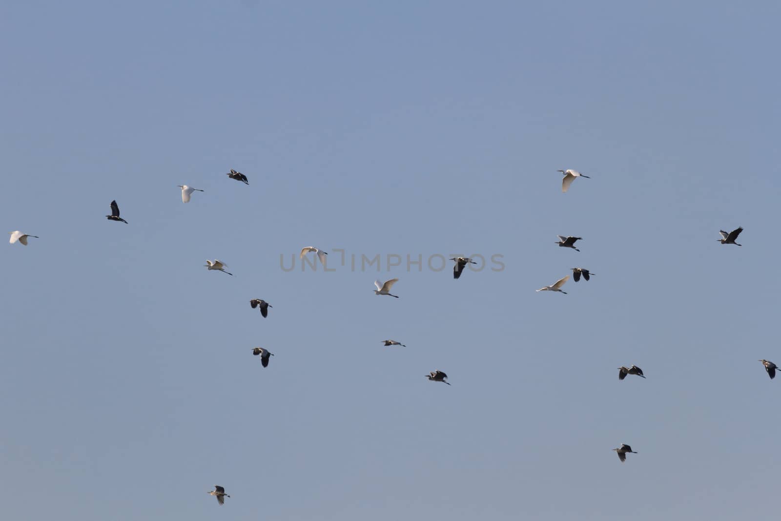 wild bird in natural habitat, nature series