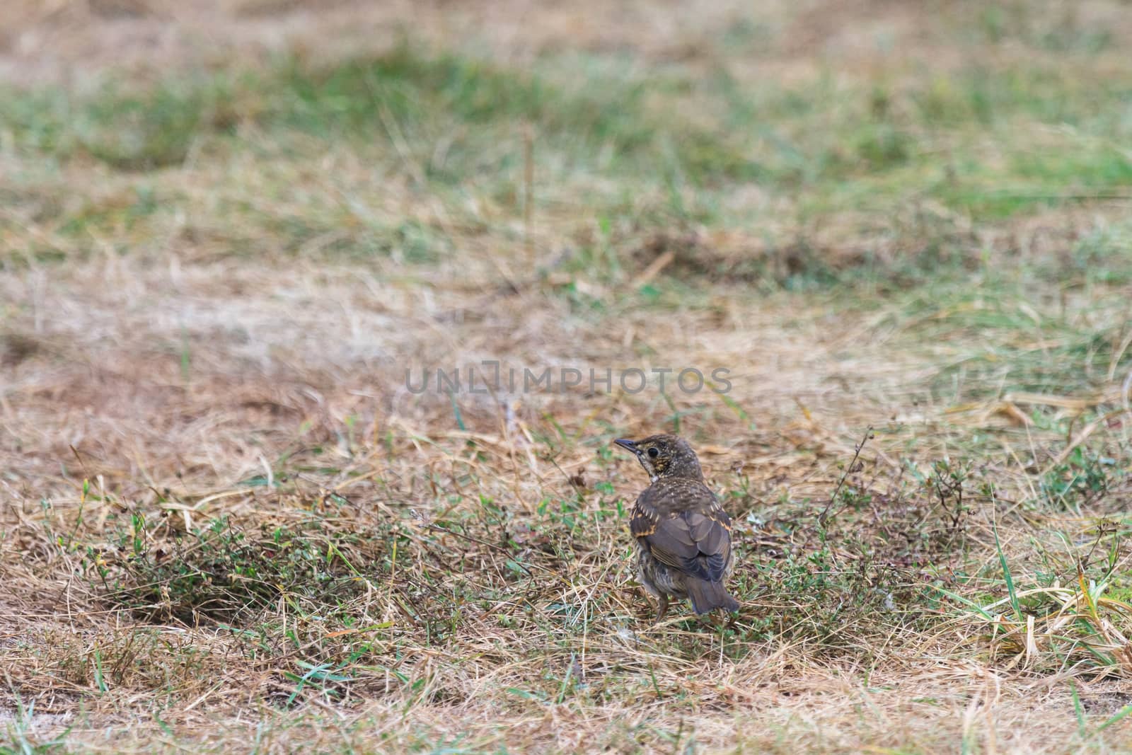 wild bird in their natural habitat, nature series