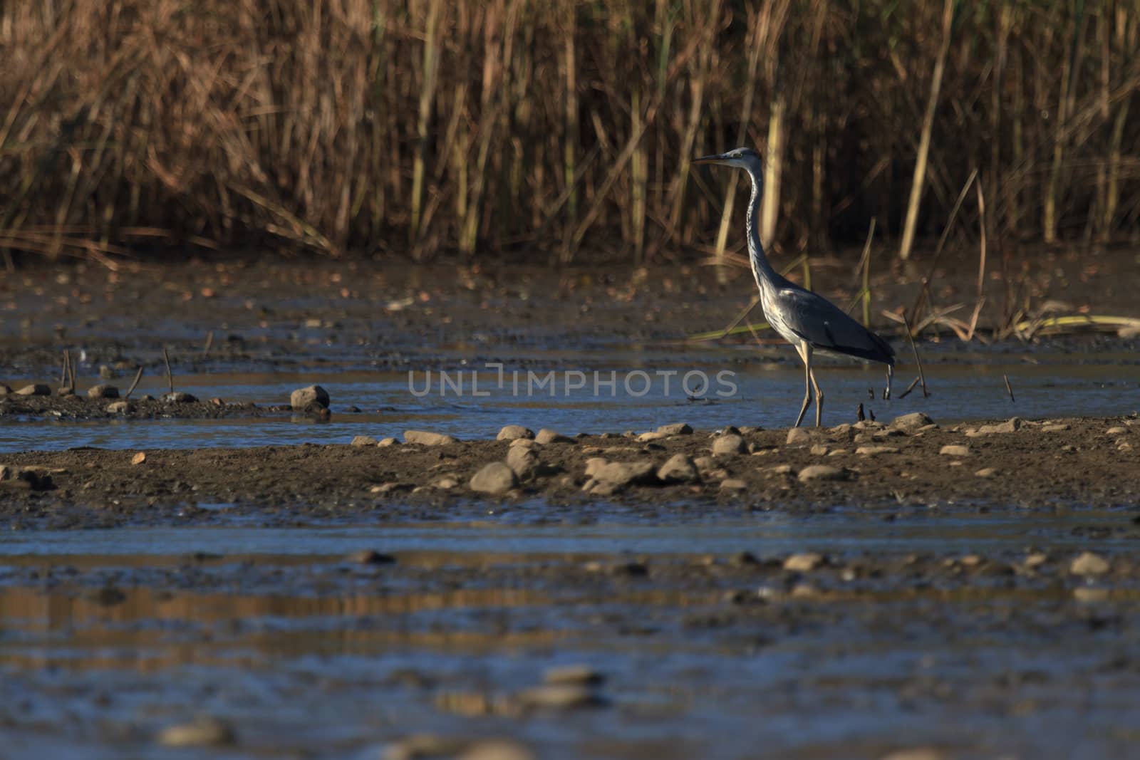 wild bird in natural habitat, nature series