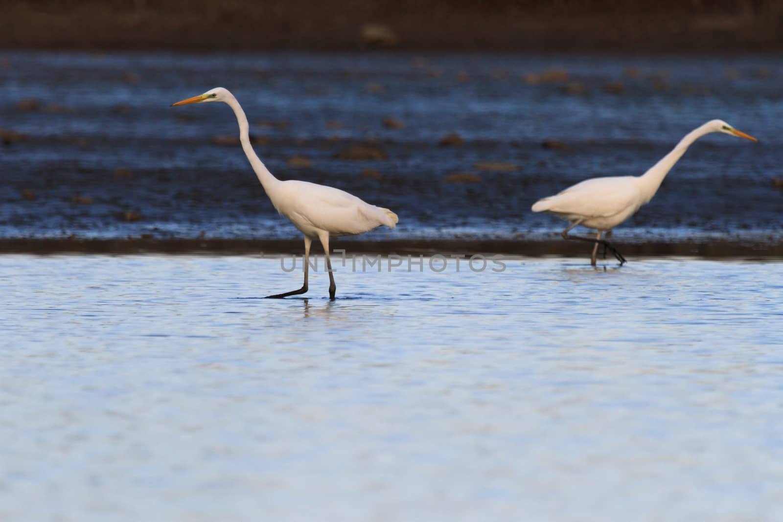 wild bird in natural habitat, nature series