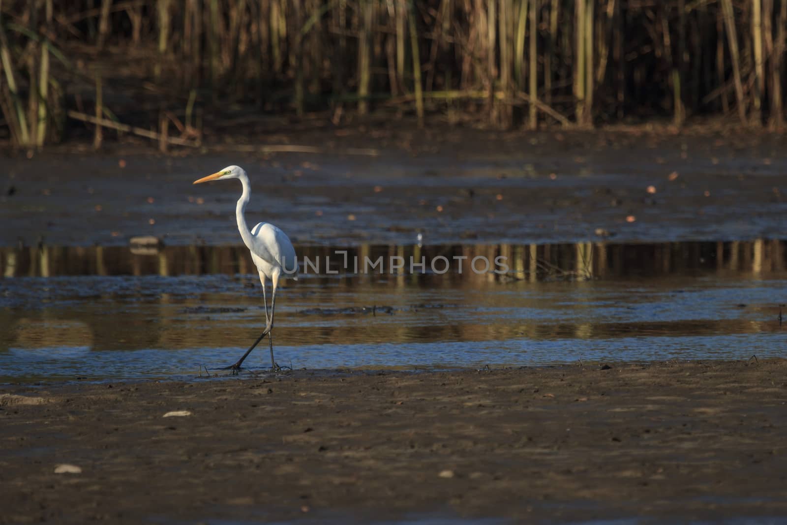 wild bird in natural habitat, nature series