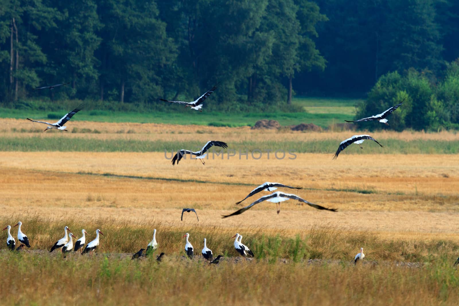 wild bird in their natural habitat, nature series