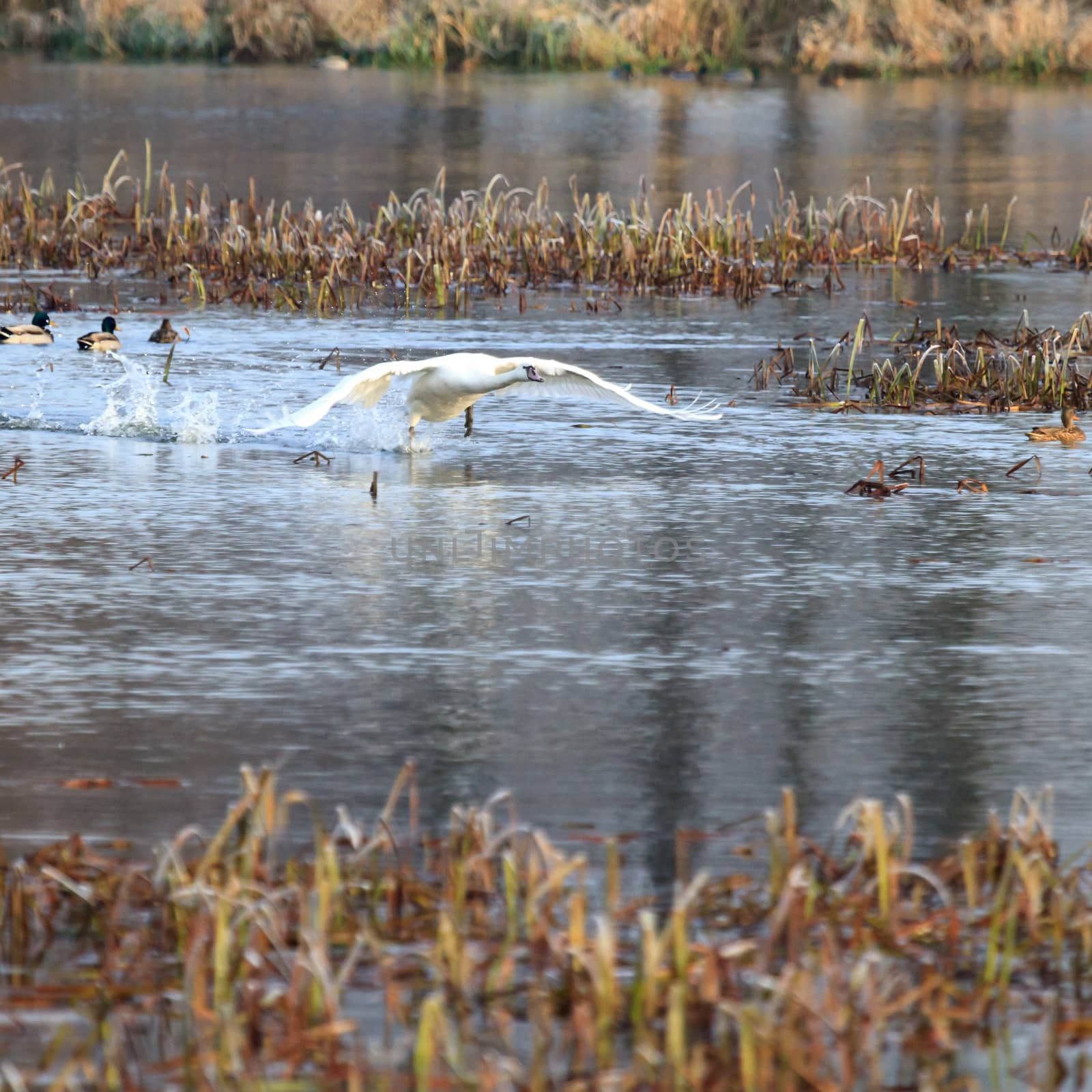 wild bird in natural habitat, nature series