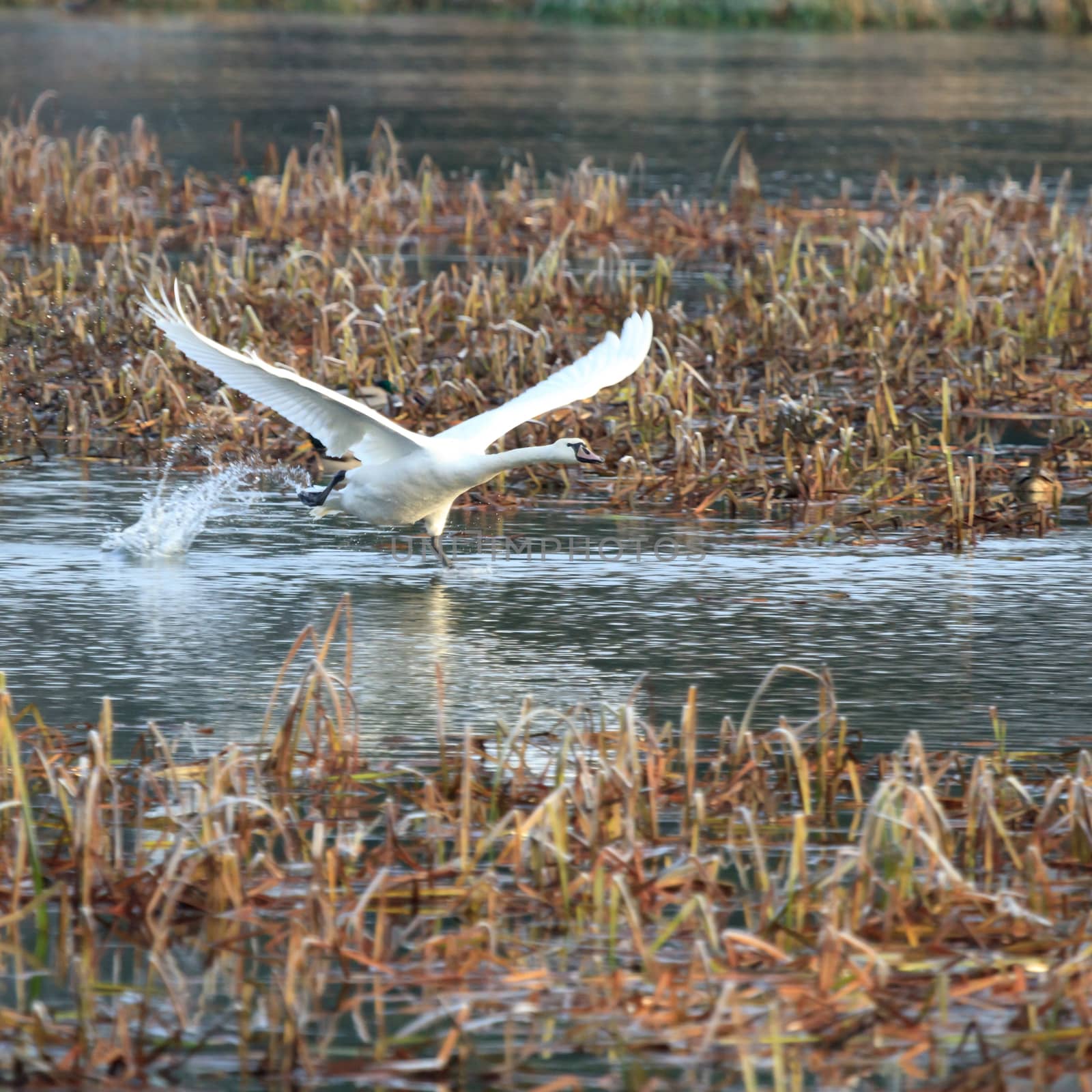 wild bird in natural habitat, nature series